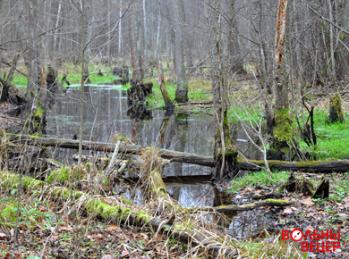 Квадропоход 1 день