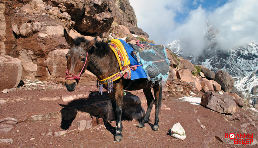 Мулы Высокий Атлас